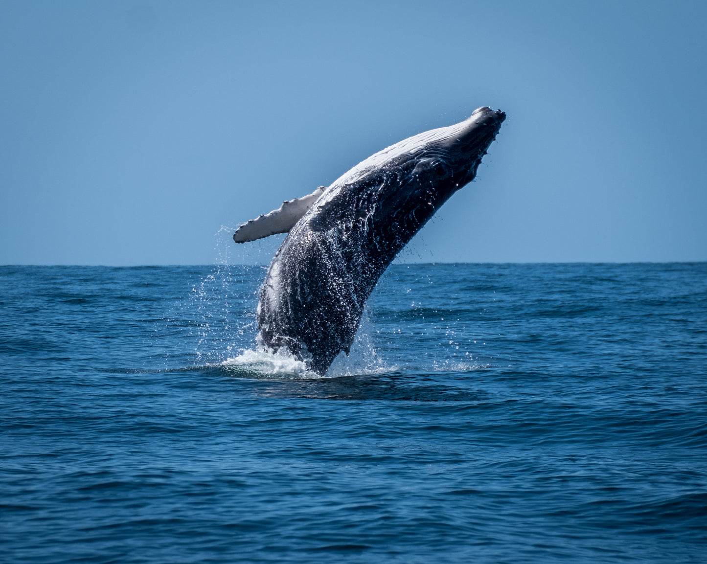 8 Hour Whale / Dolphin Tour
